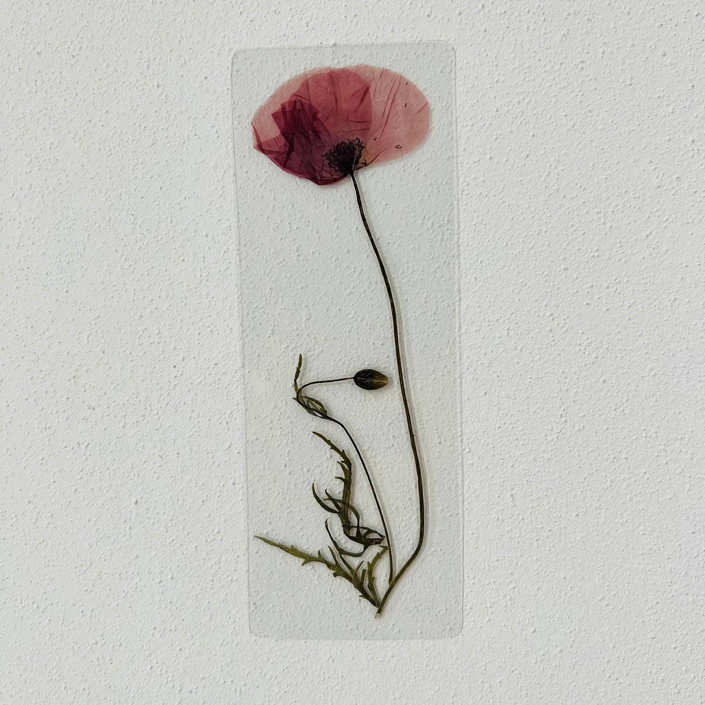 Fiore di Papavero 15