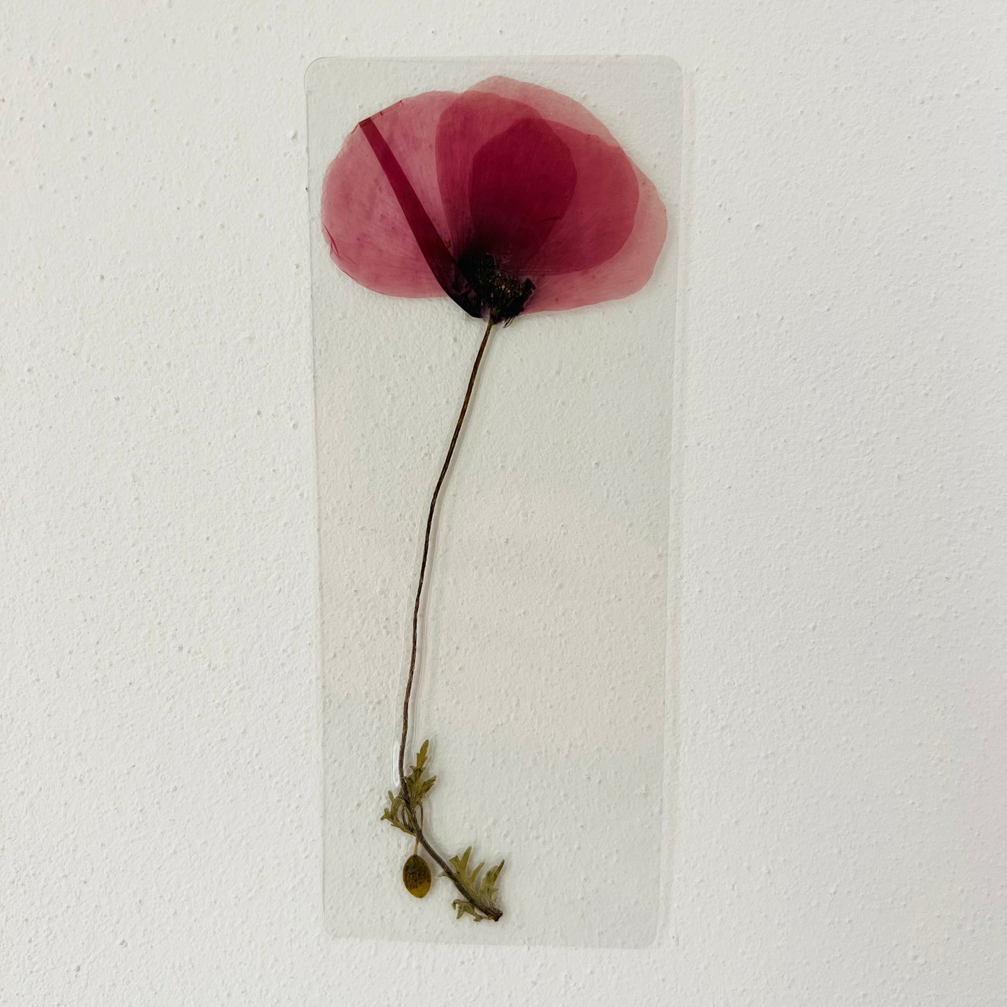 Fiore di Papavero 6